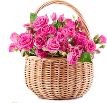 Pink Garden 